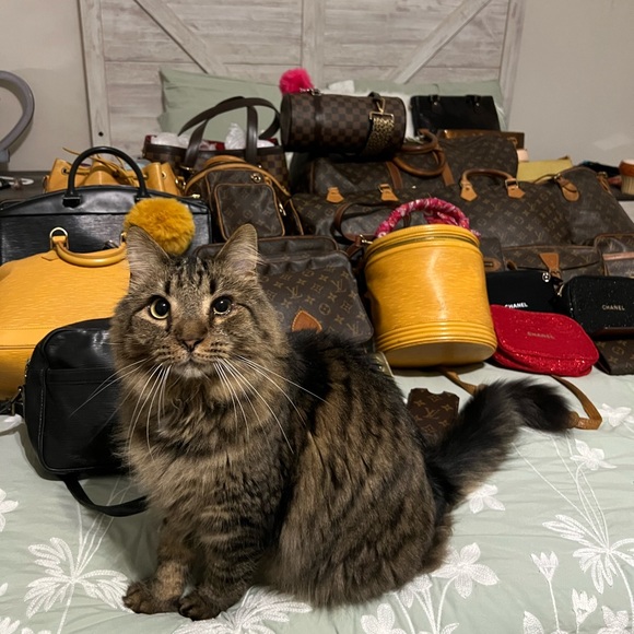 Meet your Posher, Jorayne - Picture 6 of 7